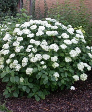 Гортензия древовидная Аннабель в каталоге СЦ Корекозево