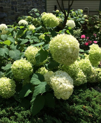 Гортензия древовидная «Аннабель» в каталоге СЦ Корекозево