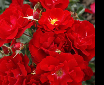 Роза Red Swany в каталоге СЦ Корекозево