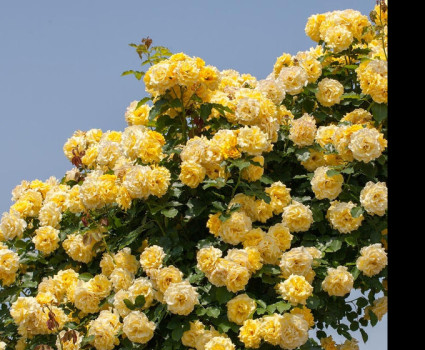 Роза Rimosa в каталоге СЦ Корекозево