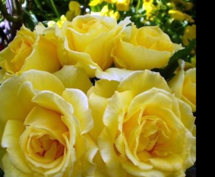 Роза Rimosa в каталоге СЦ Корекозево