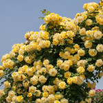 Миниатюра 1. Роза 