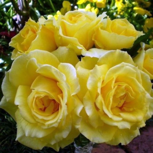 Фото 2. Роза 