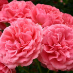 Миниатюра 1. Роза 