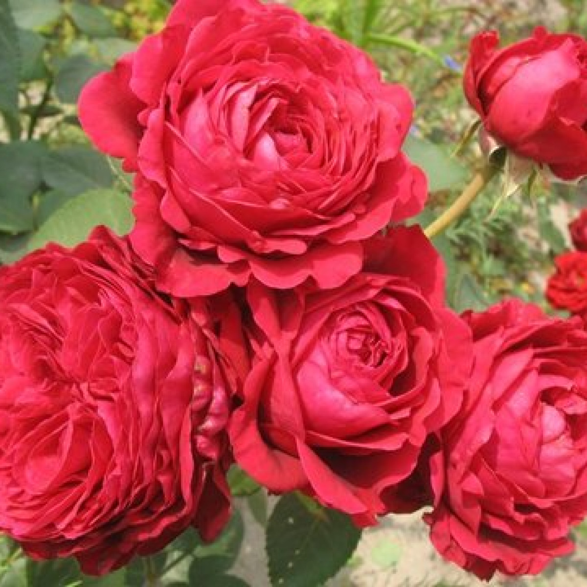 Роза Rose des 4 Vents в каталоге СЦ Корекозево