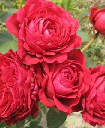 Роза Rose des 4 Vents в каталоге СЦ Корекозево