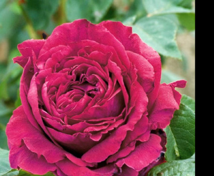 Роза Rose des 4 Vents в каталоге СЦ Корекозево