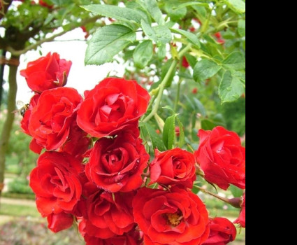 Роза Scarlet Meillandecor  в каталоге СЦ Корекозево