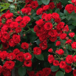 Миниатюра 4. Роза 