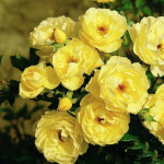 Миниатюра 1. Роза 