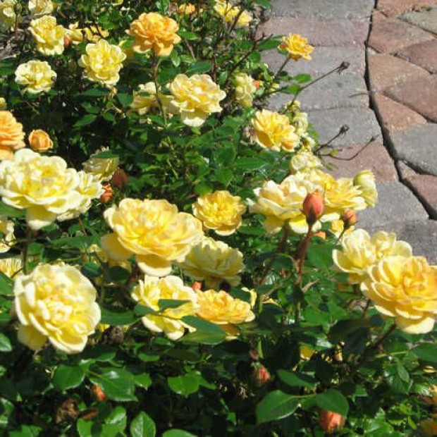 Фото 4. Роза 