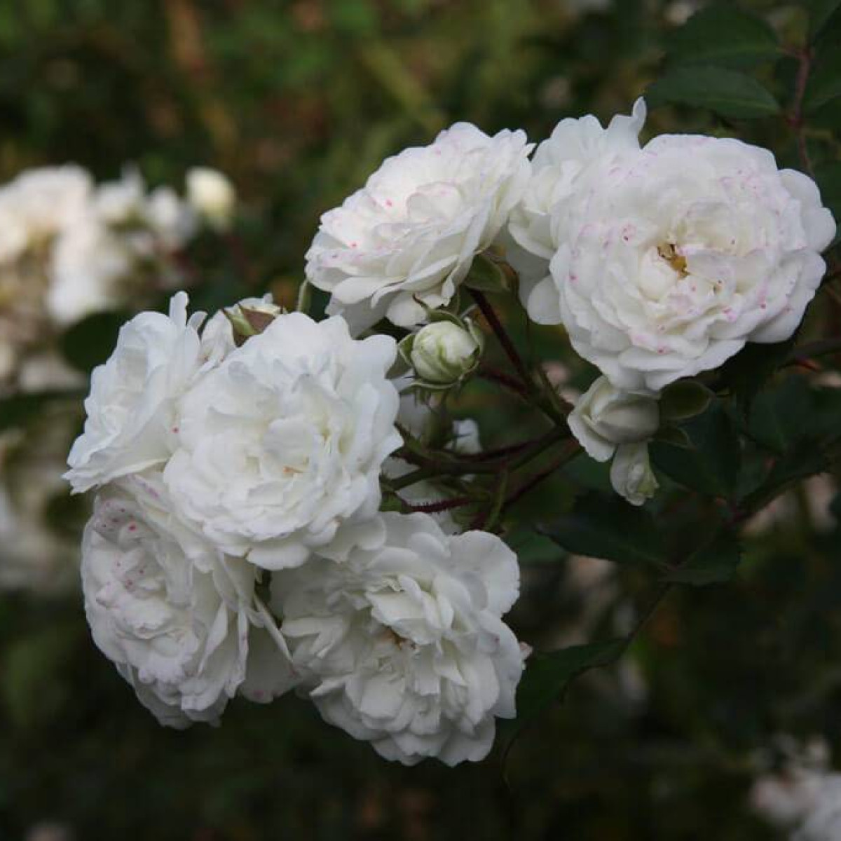 Роза Swany в каталоге СЦ Корекозево