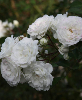 Роза Swany в каталоге СЦ Корекозево