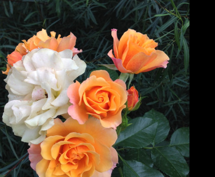 Роза Tequila в каталоге СЦ Корекозево