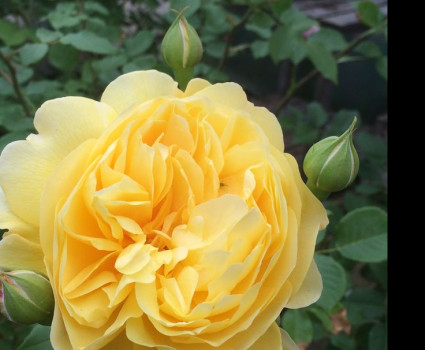 Роза The Poets Wife в каталоге СЦ Корекозево