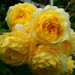 Миниатюра 2. Роза 