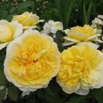 Миниатюра 3. Роза 