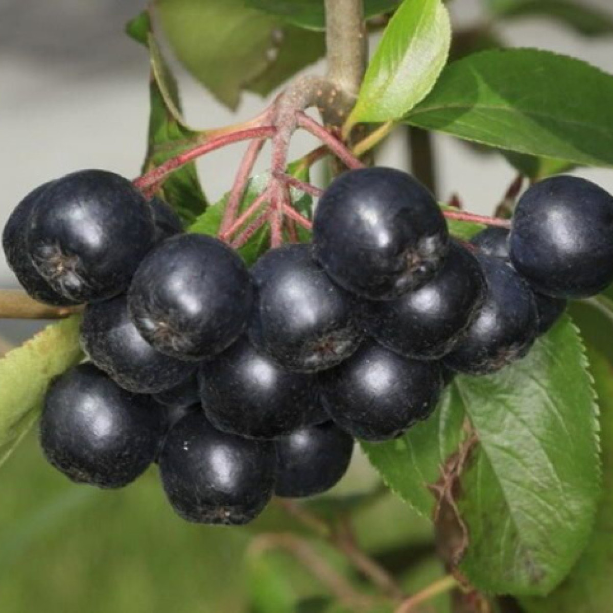 Рябина черноплодная Неро в каталоге СЦ Корекозево