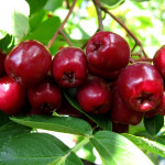 Миниатюра 1. Рябина 