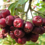 Миниатюра 2. Рябина 