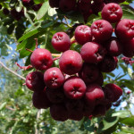 Миниатюра 3. Рябина 