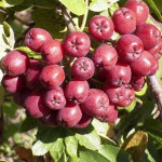 Миниатюра 3. Рябина 