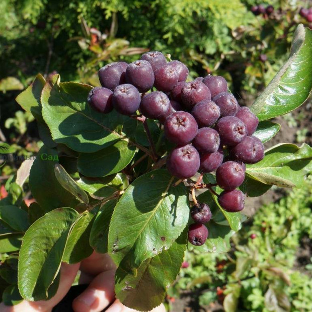 Фото 1. Рябина 