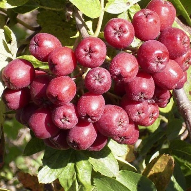 Фото 3. Рябина 