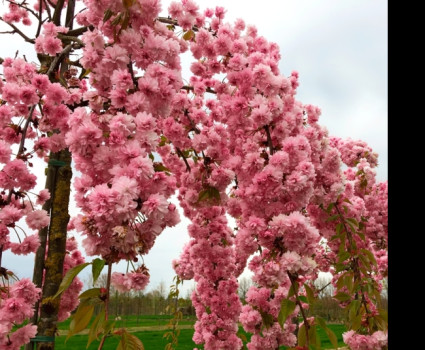 Сакура плакучая «Кику Шидаре» в каталоге СЦ Корекозево