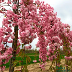 Миниатюра 1. Сакура плакучая «Кику Шидаре» в каталоге СЦ Корекозево