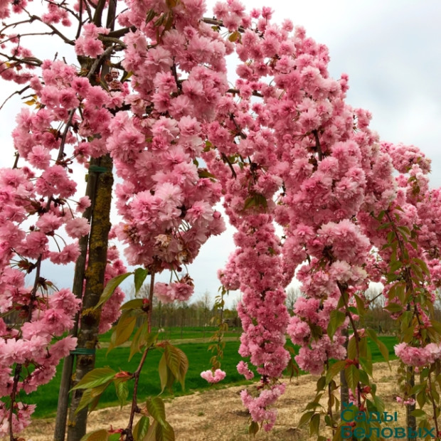 Фото 1. Сакура плакучая «Кику Шидаре» в каталоге СЦ Корекозево