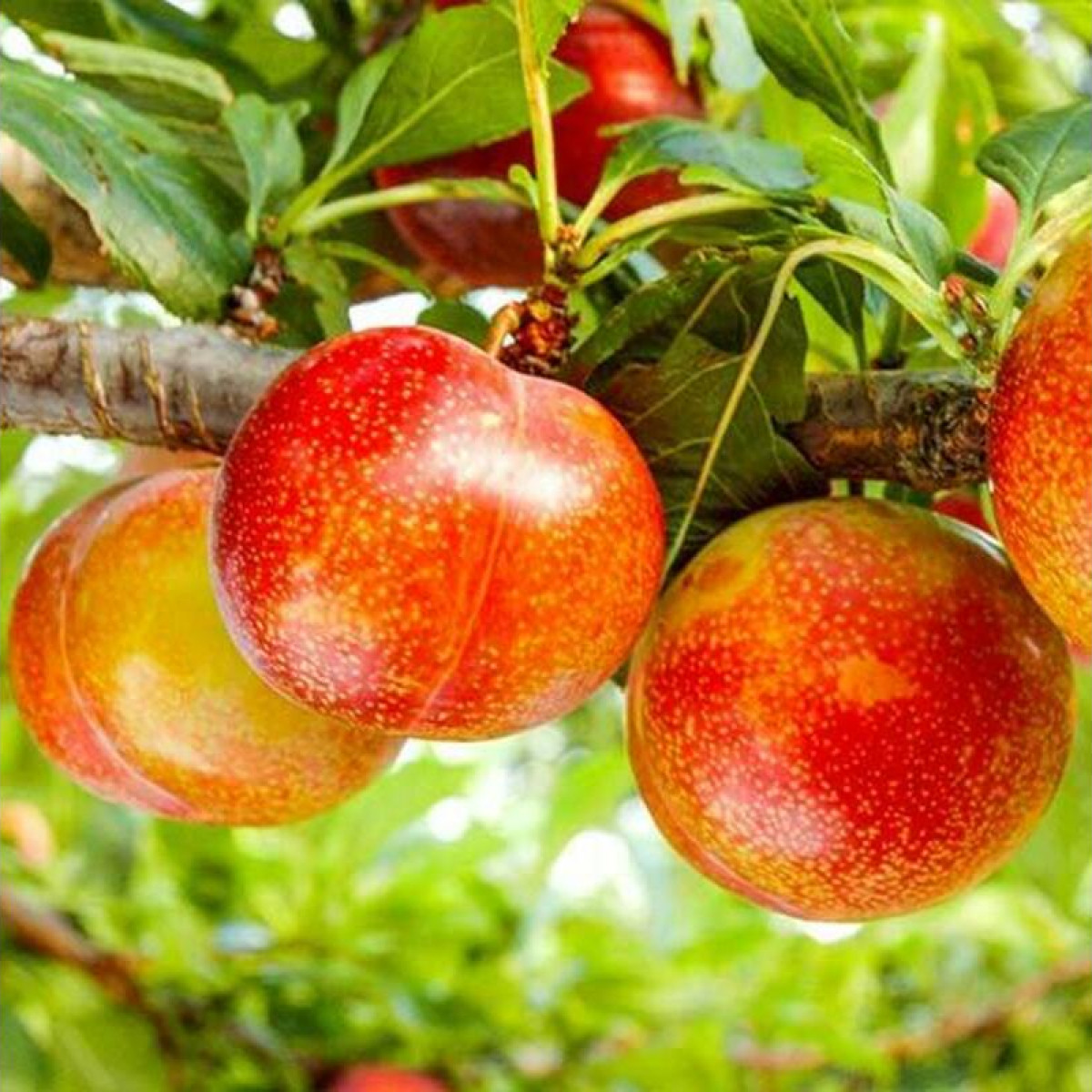 Шарафуга «Bella Gold» в каталоге СЦ Корекозево