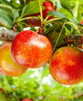 Шарафуга «Bella Gold» в каталоге СЦ Корекозево