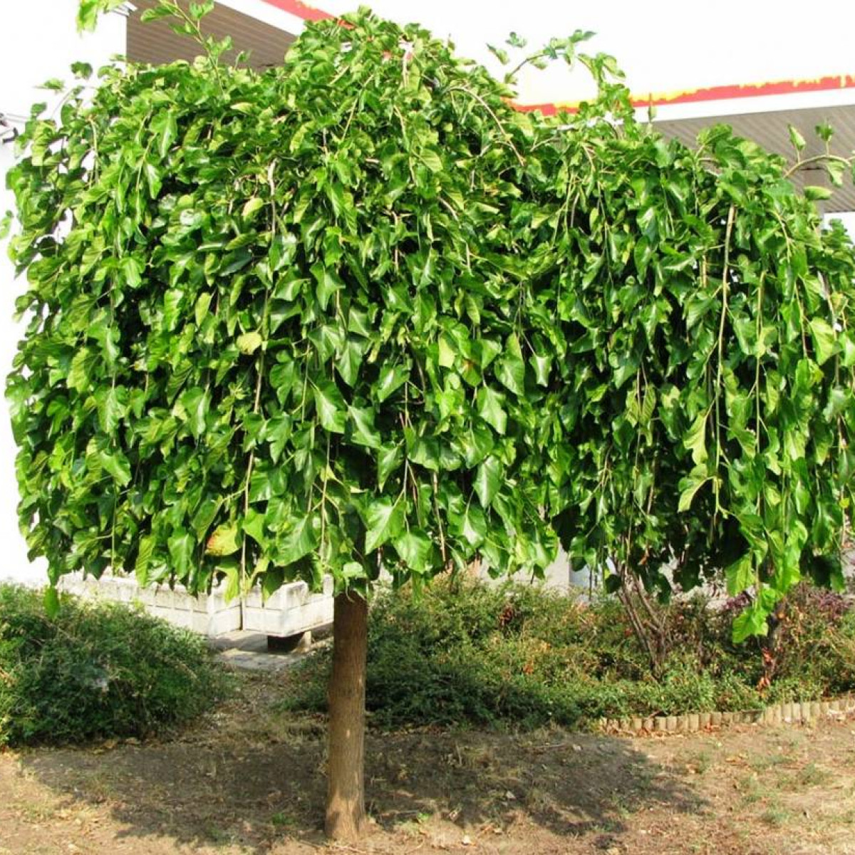 Шелковица штамбовая в каталоге СЦ Корекозево