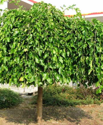 Шелковица штамбовая в каталоге СЦ Корекозево