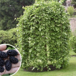 Миниатюра 2. Шелковица штамбовая в каталоге СЦ Корекозево