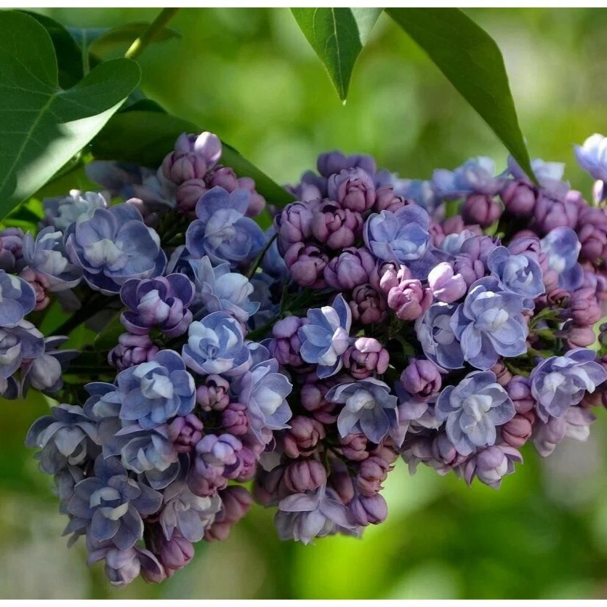 Сирень Ами Шотт в каталоге СЦ Корекозево