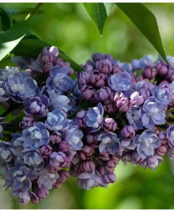 Сирень «Ами Шотт» в каталоге СЦ Корекозево