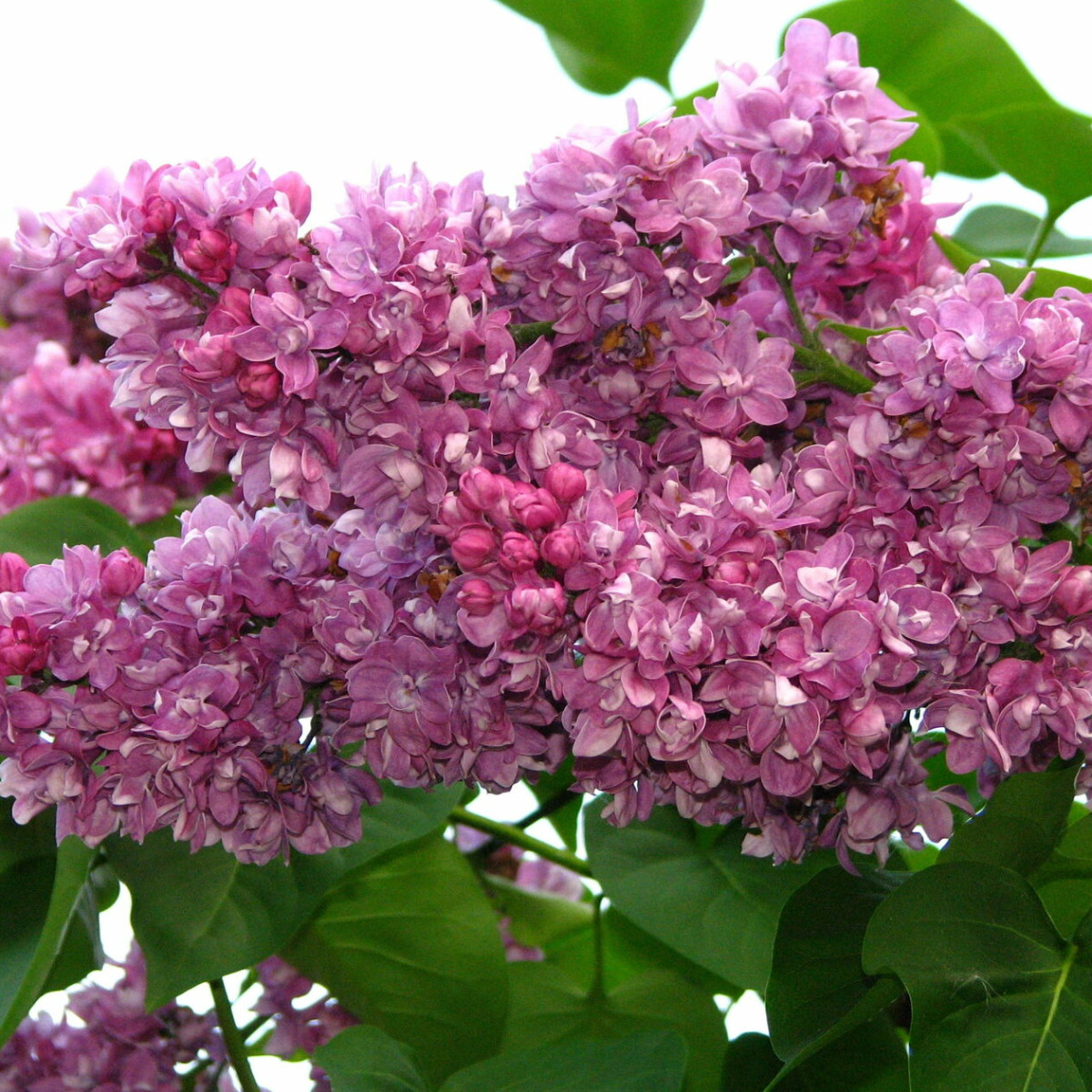 Сирень Богдан Хмельницкий в каталоге СЦ Корекозево