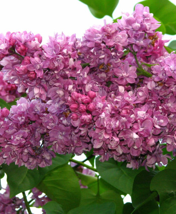 Сирень «Богдан Хмельницкий» в каталоге СЦ Корекозево