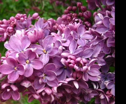 Сирень «Кавур» в каталоге СЦ Корекозево