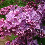 Миниатюра 1. Сирень 