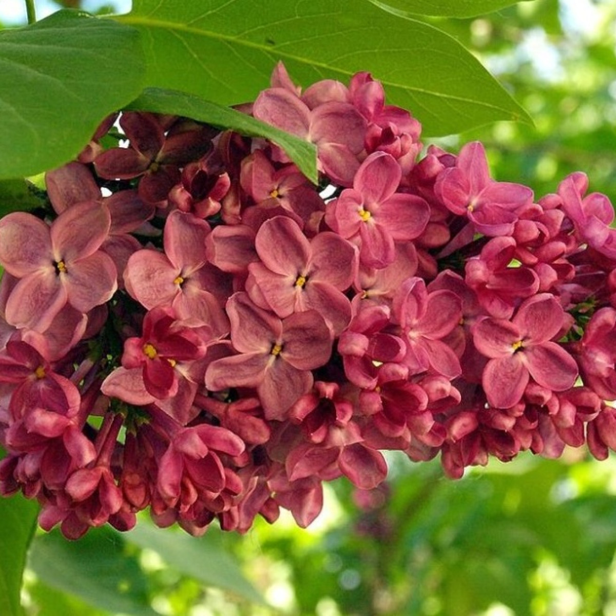 Сирень Красная Москва в каталоге СЦ Корекозево