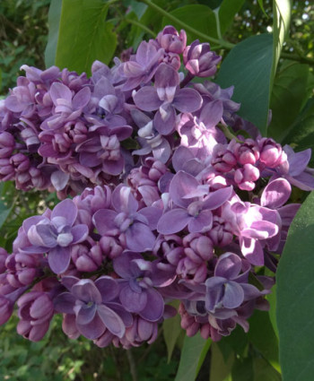 Сирень «Максимович» в каталоге СЦ Корекозево