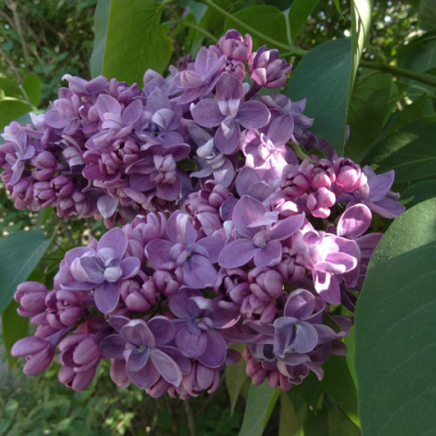 Фото 1. Сирень 