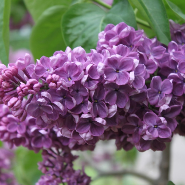 Фото 2. Сирень 