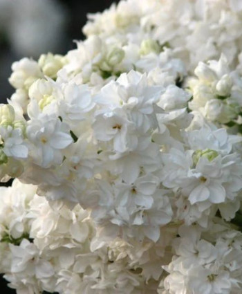 Сирень Моник Лемуан в каталоге СЦ Корекозево