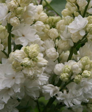 Сирень «Моник Лемуан» в каталоге СЦ Корекозево