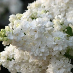 Миниатюра 1. Сирень 