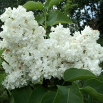 Миниатюра 3. Сирень 